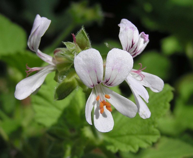 Grapeleaf Geranium photo 7