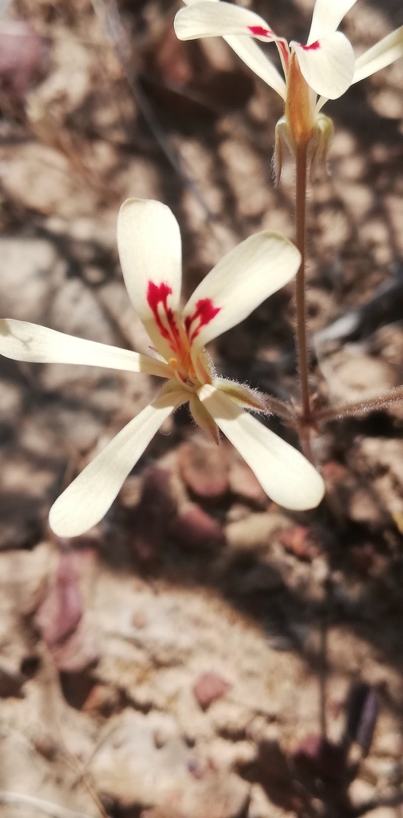 Pelargonium wuppertalense