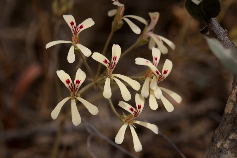 Pelargonium wuppertalense photo 2