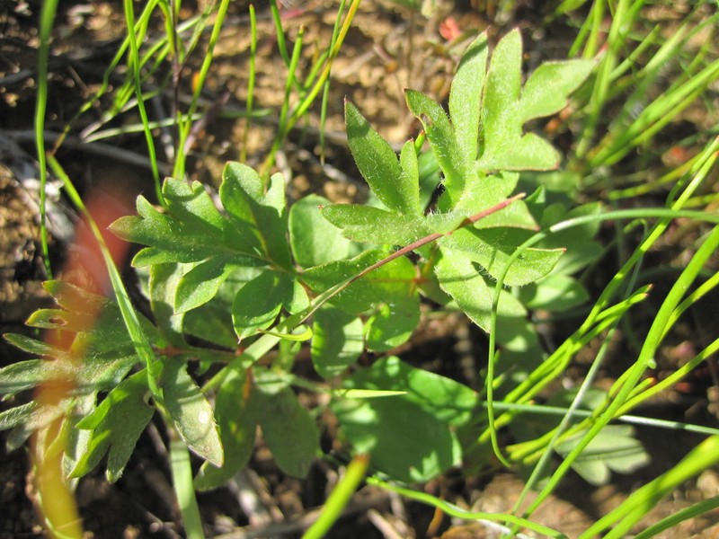 Pelargonium wuppertalense photo 3
