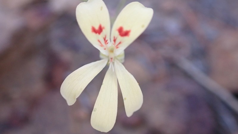 Pelargonium wuppertalense photo 5