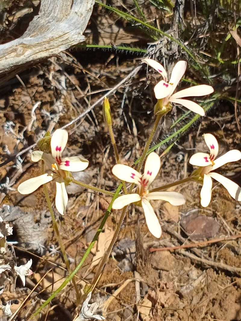 Pelargonium wuppertalense photo 7