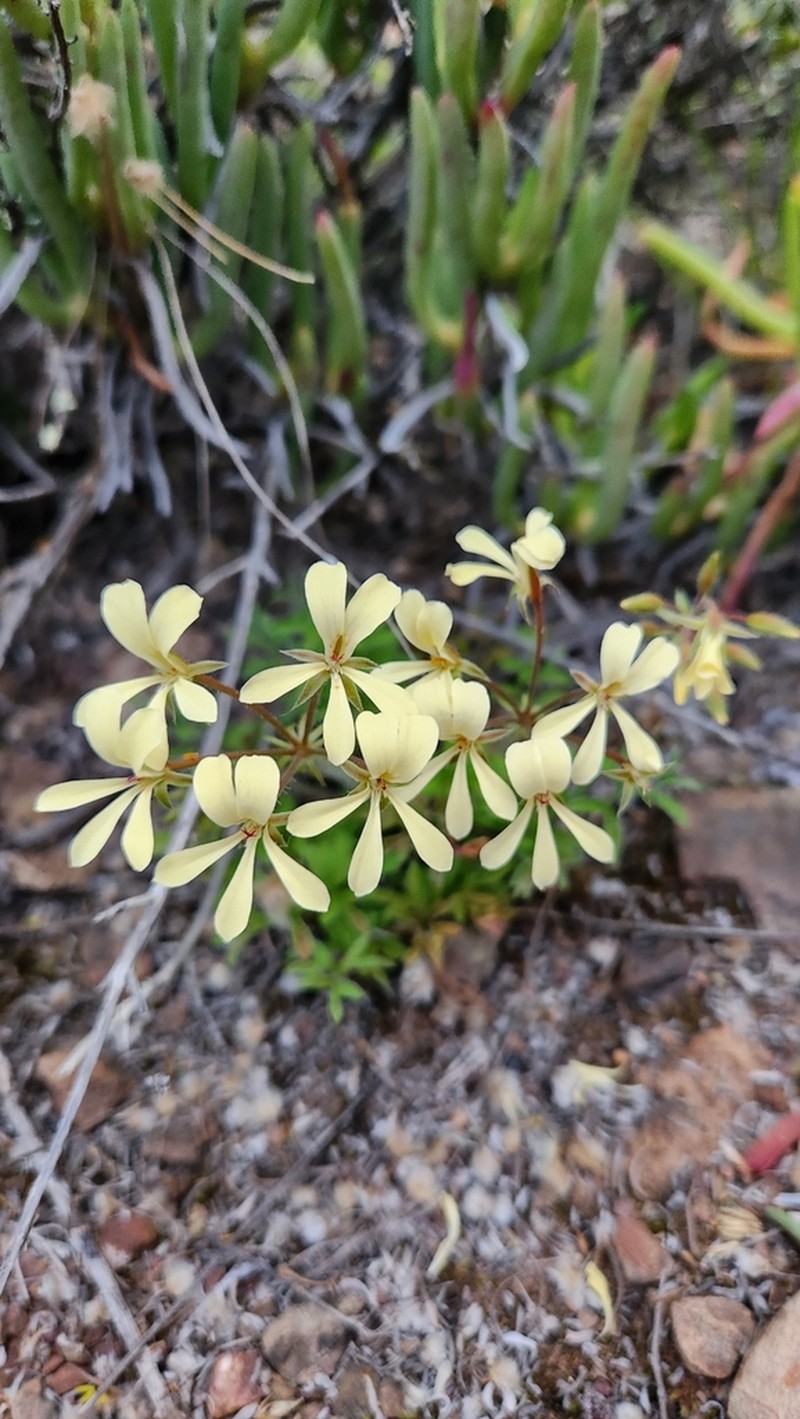 Pelargonium xanthopetalum