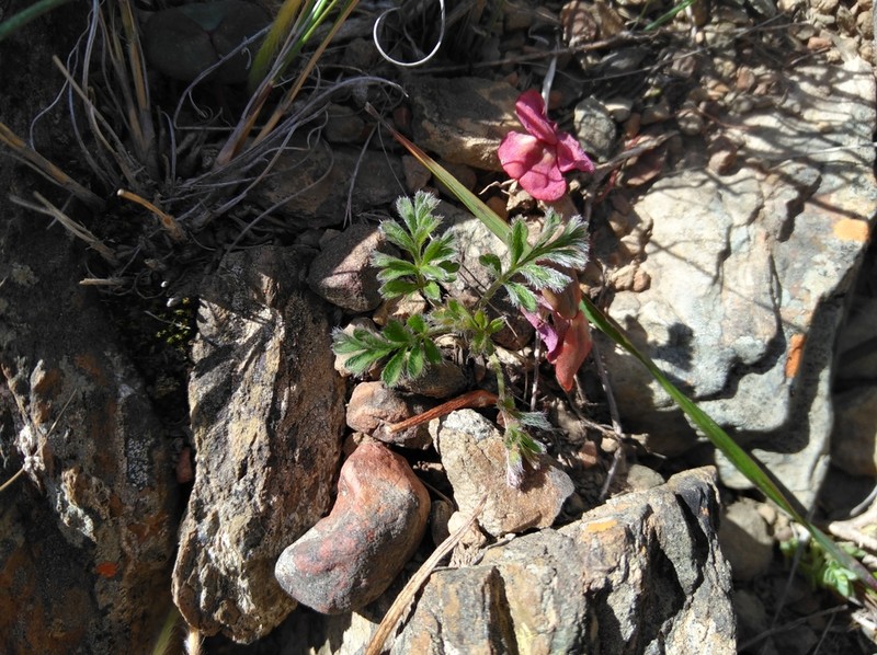 Pelargonium xanthopetalum photo 2