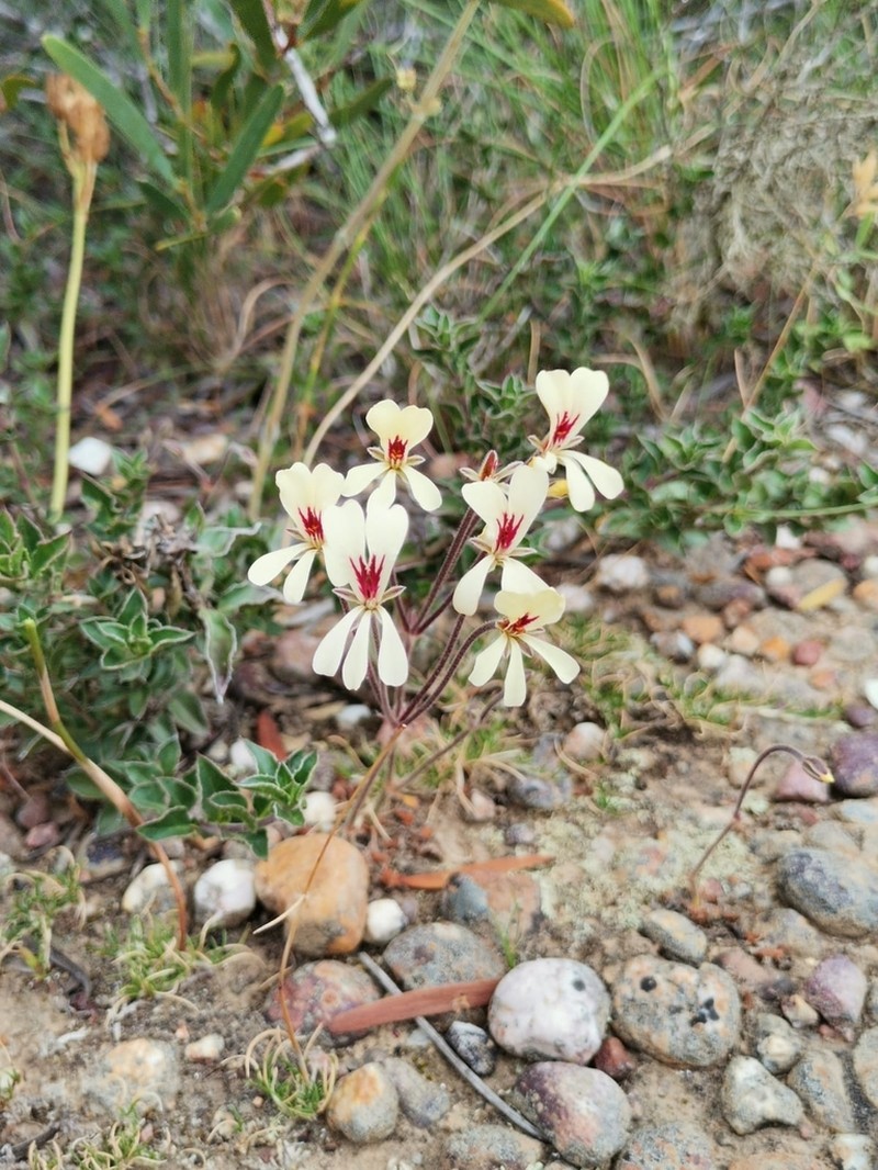 Pelargonium xanthopetalum photo 3
