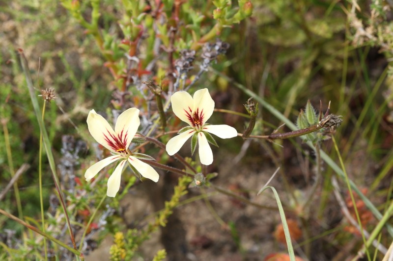 Pelargonium xanthopetalum photo 4