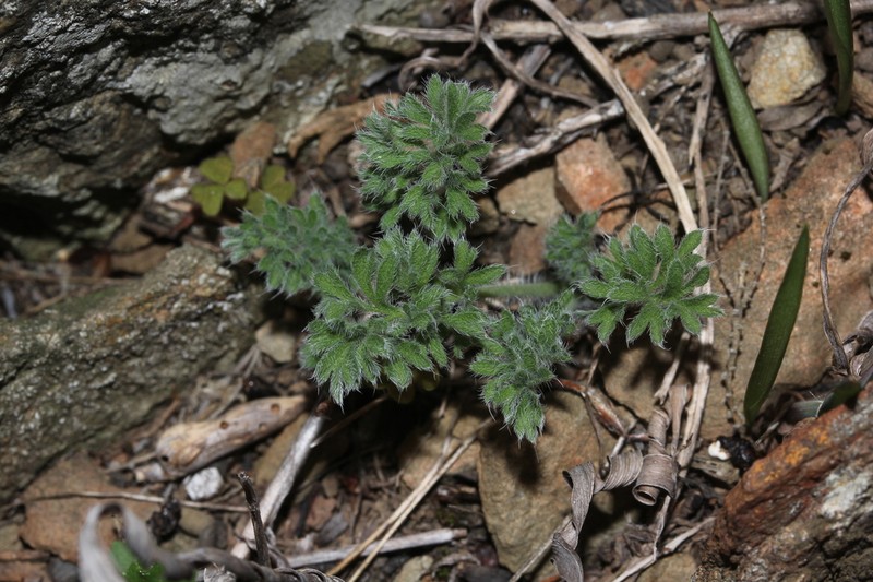 Pelargonium xanthopetalum photo 5
