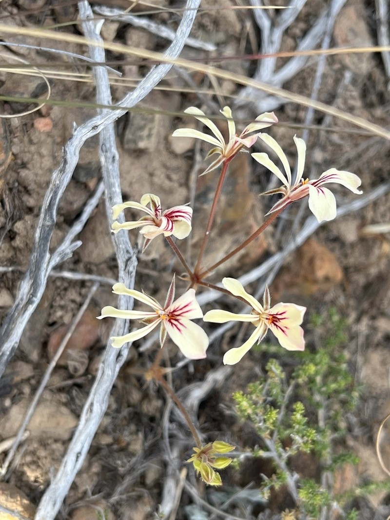 Pelargonium xanthopetalum photo 6
