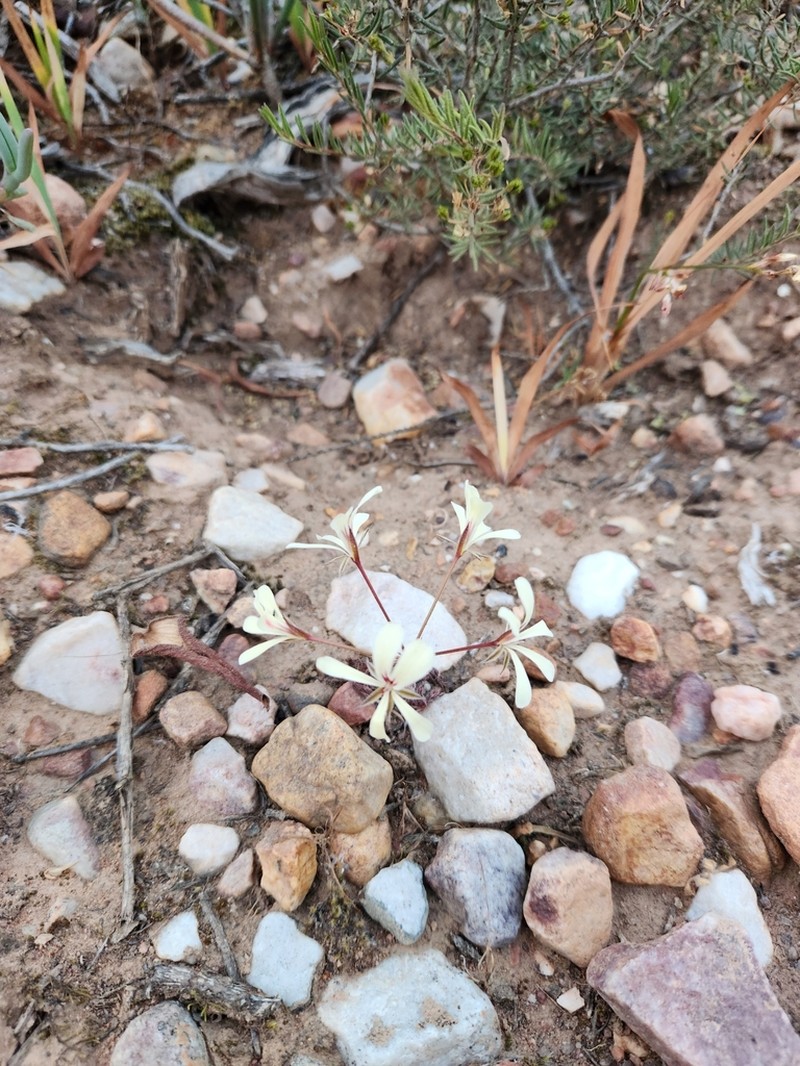 Pelargonium xanthopetalum photo 7