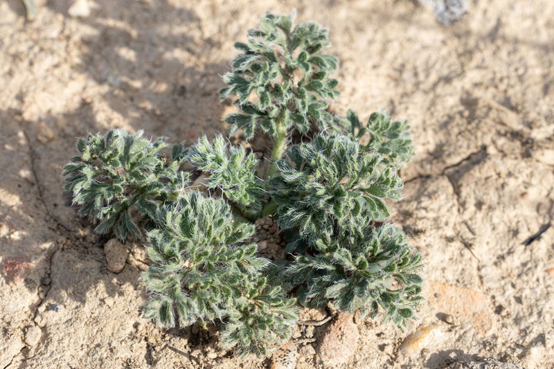 Pelargonium xanthopetalum photo 8