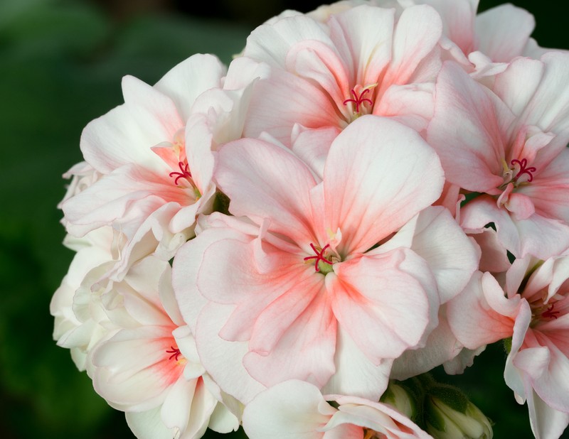 Horseshoe Geranium photo 2