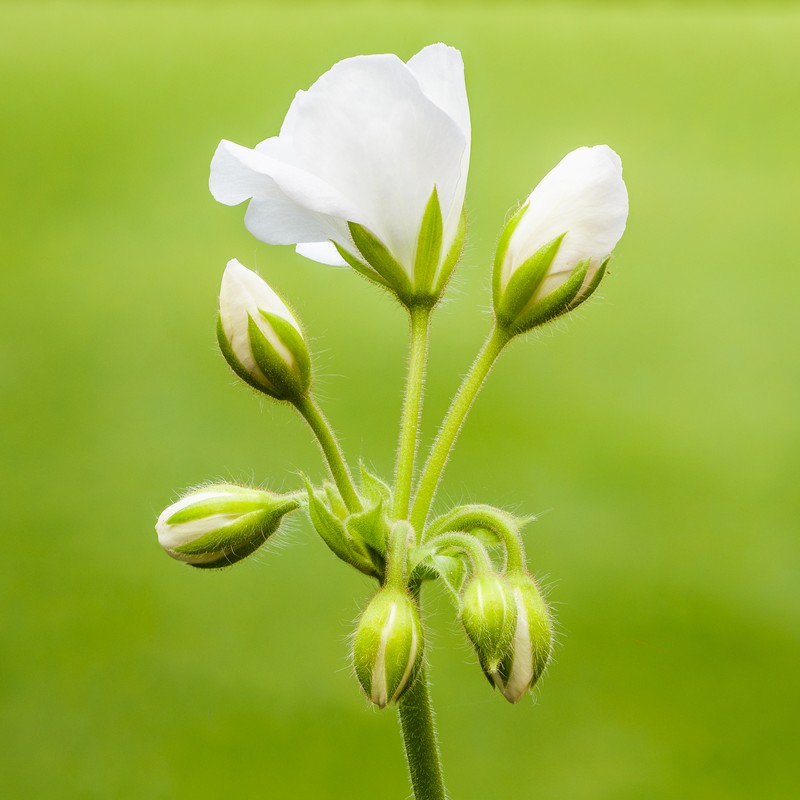 Horseshoe Geranium photo 3