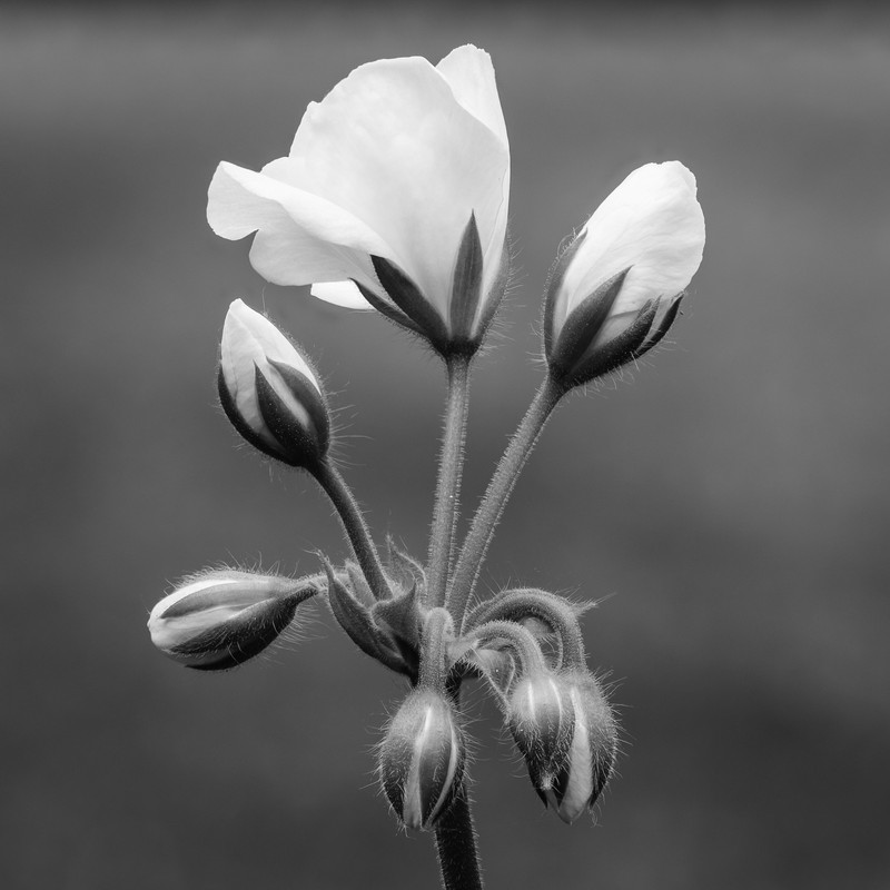 Horseshoe Geranium photo 4