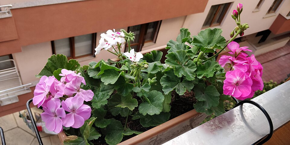Horseshoe Geranium photo 5