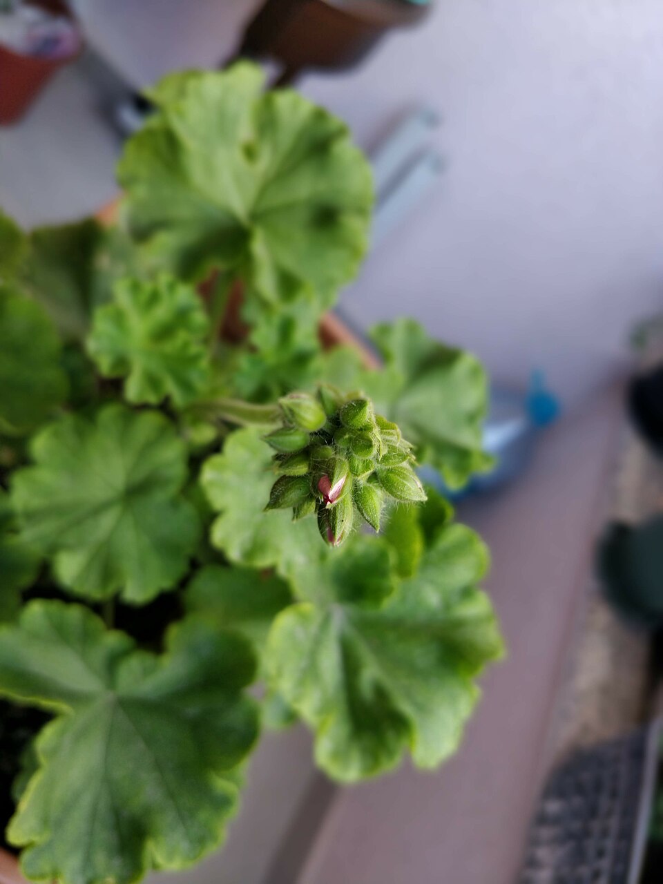 Horseshoe Geranium photo 6