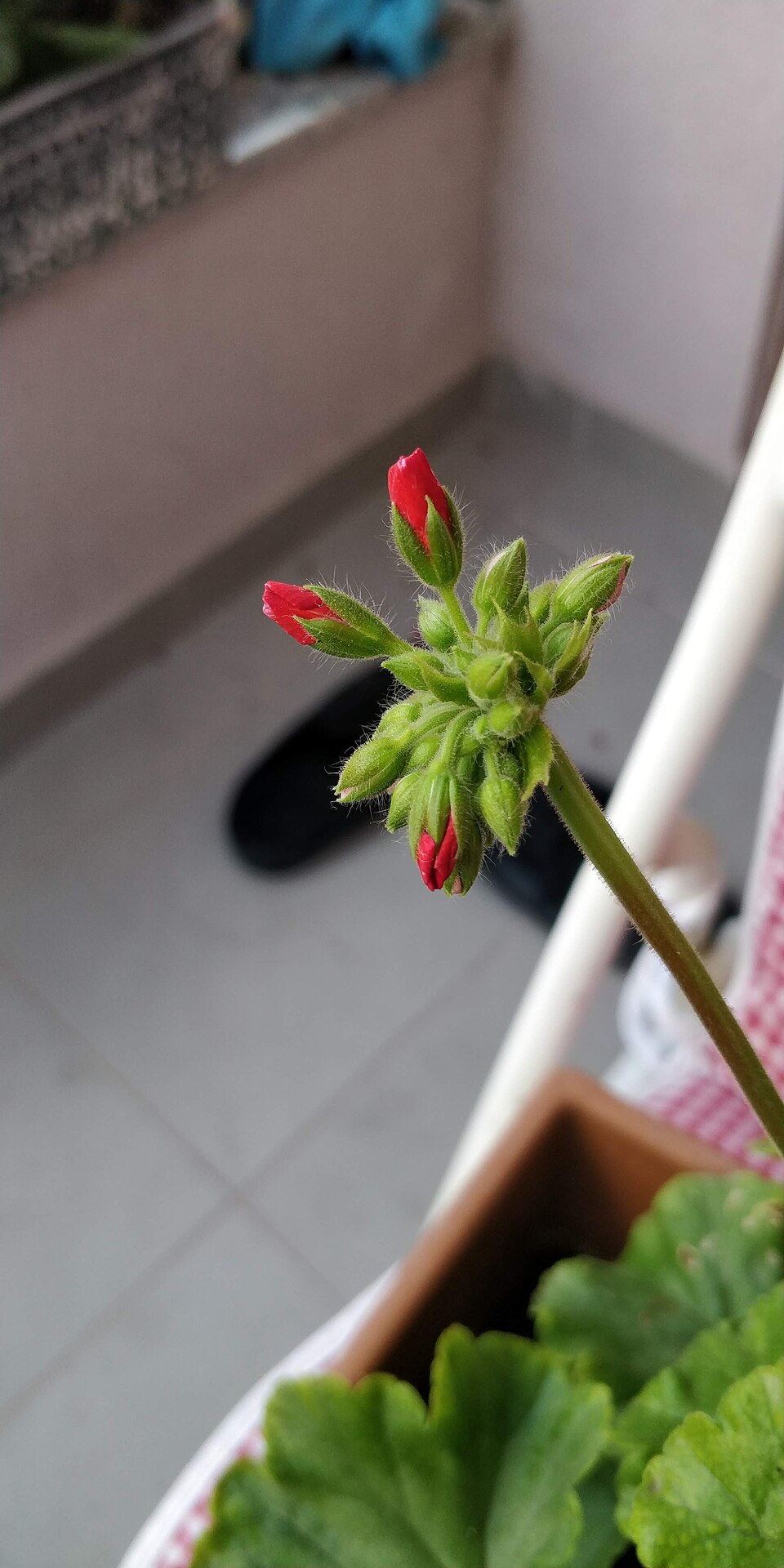 Horseshoe Geranium photo 7