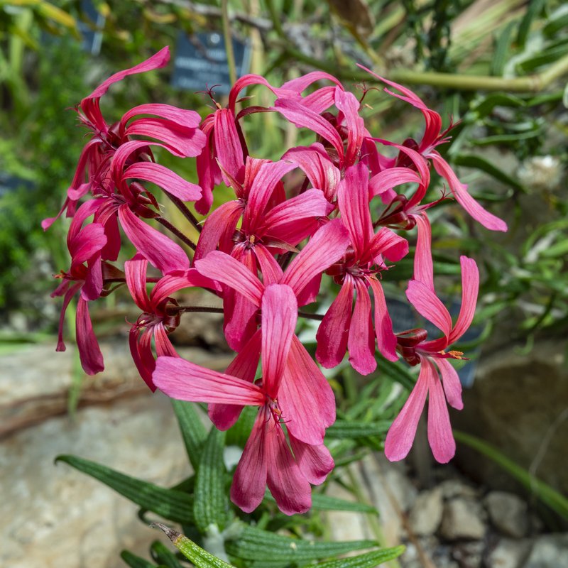 Horseshoe Geranium photo 8