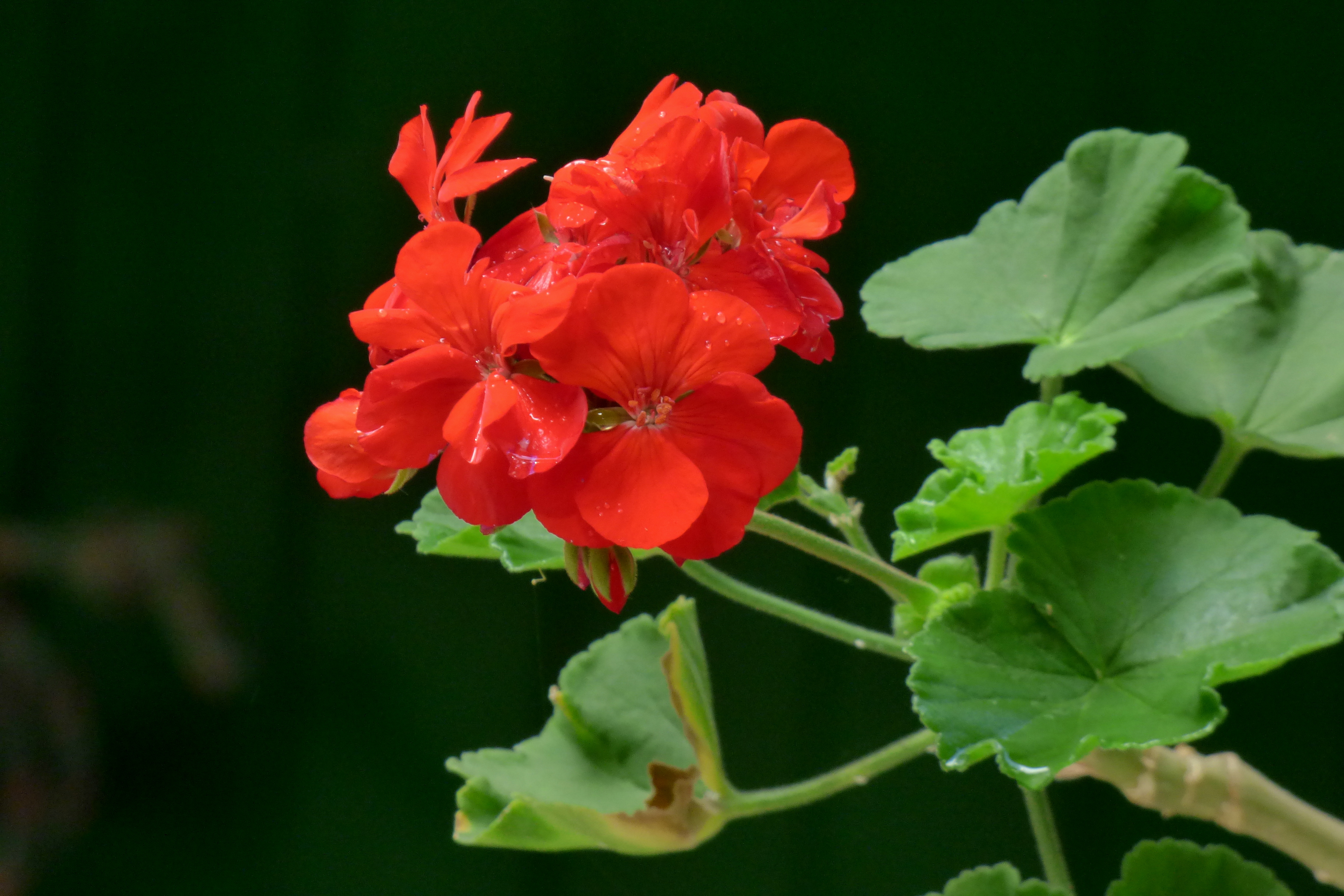 Zonal Geranium photo 3