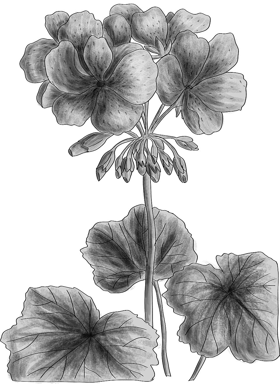 Zonal Geranium photo 4