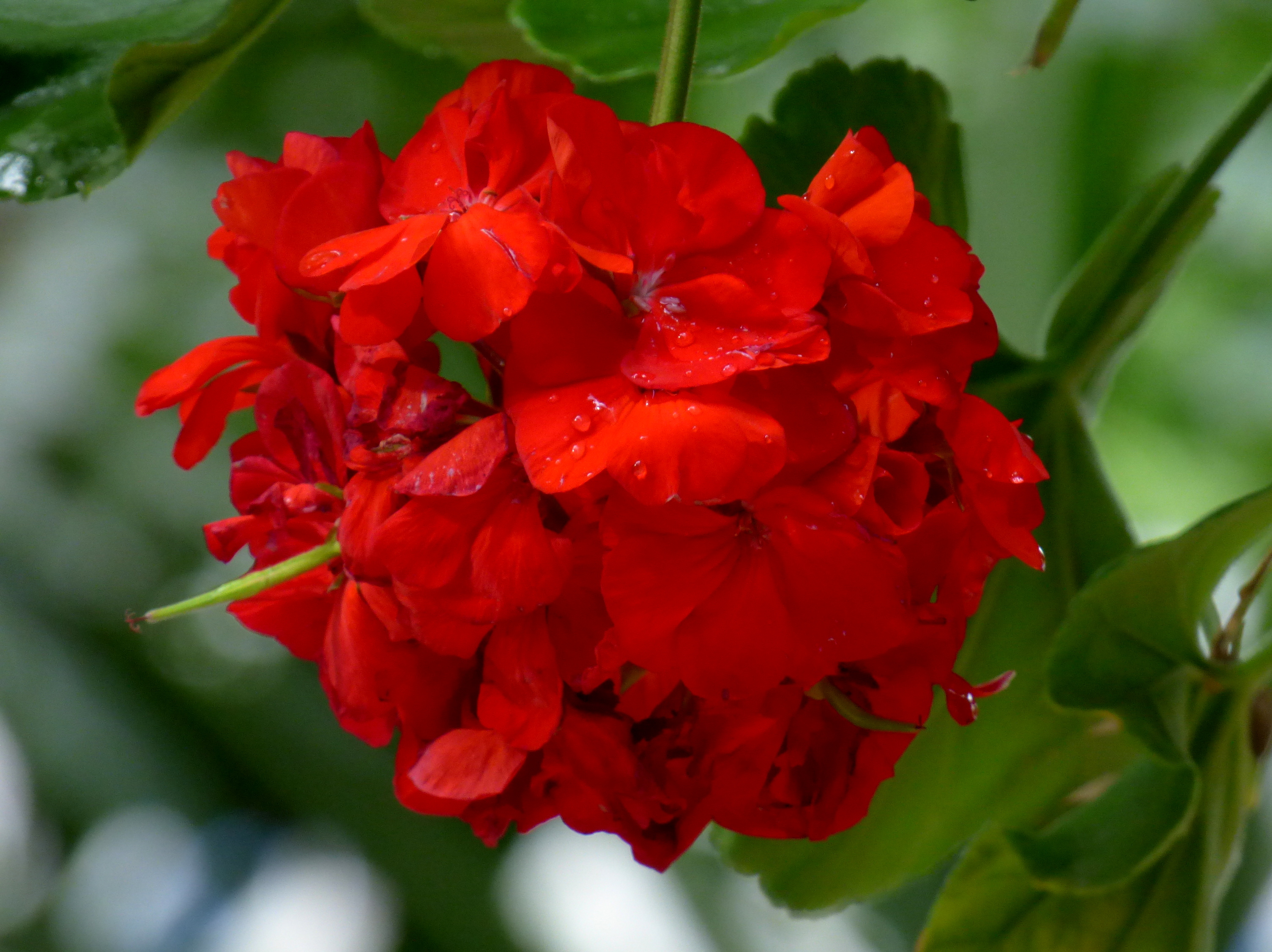 Zonal Geranium photo 5