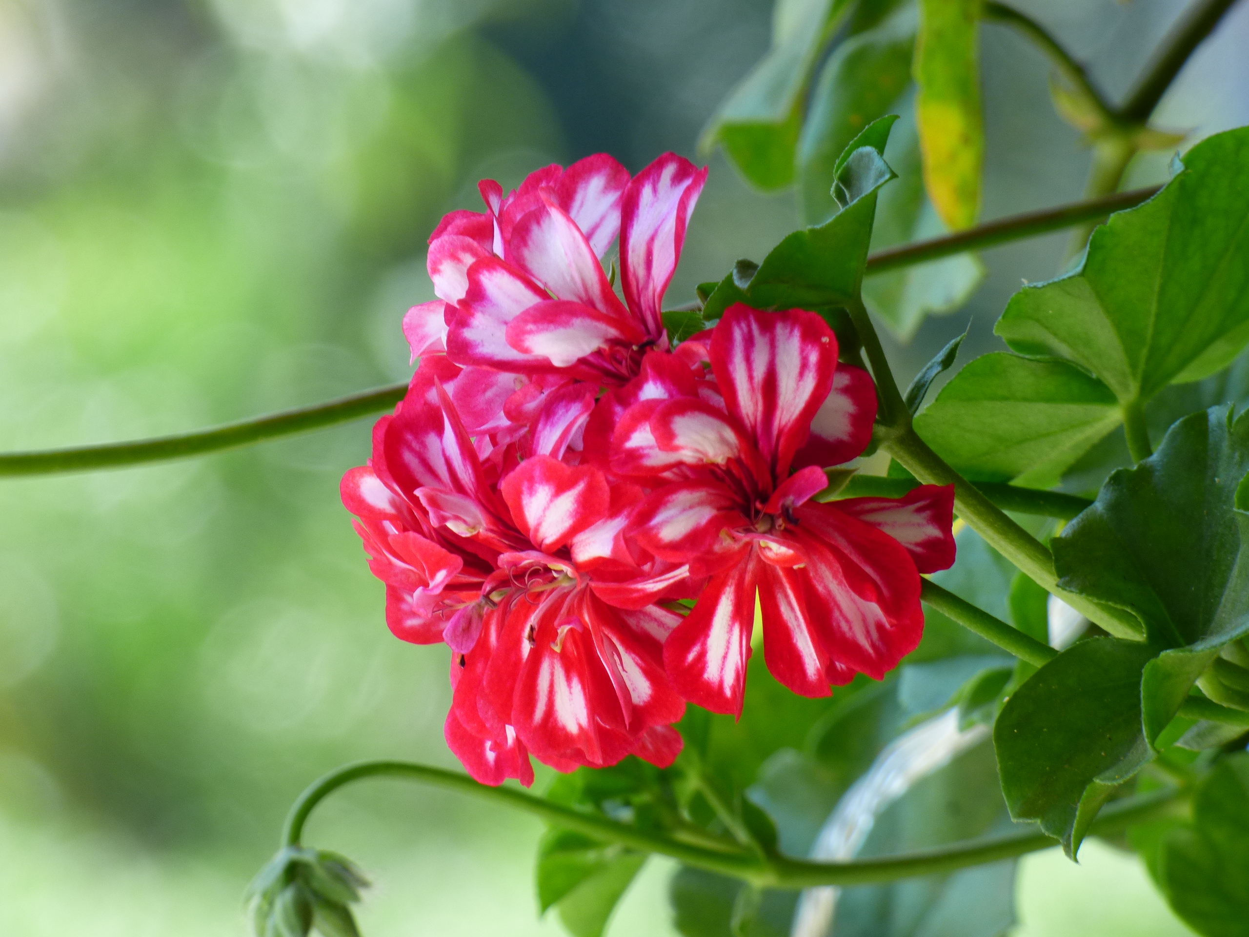 Zonal Geranium photo 6
