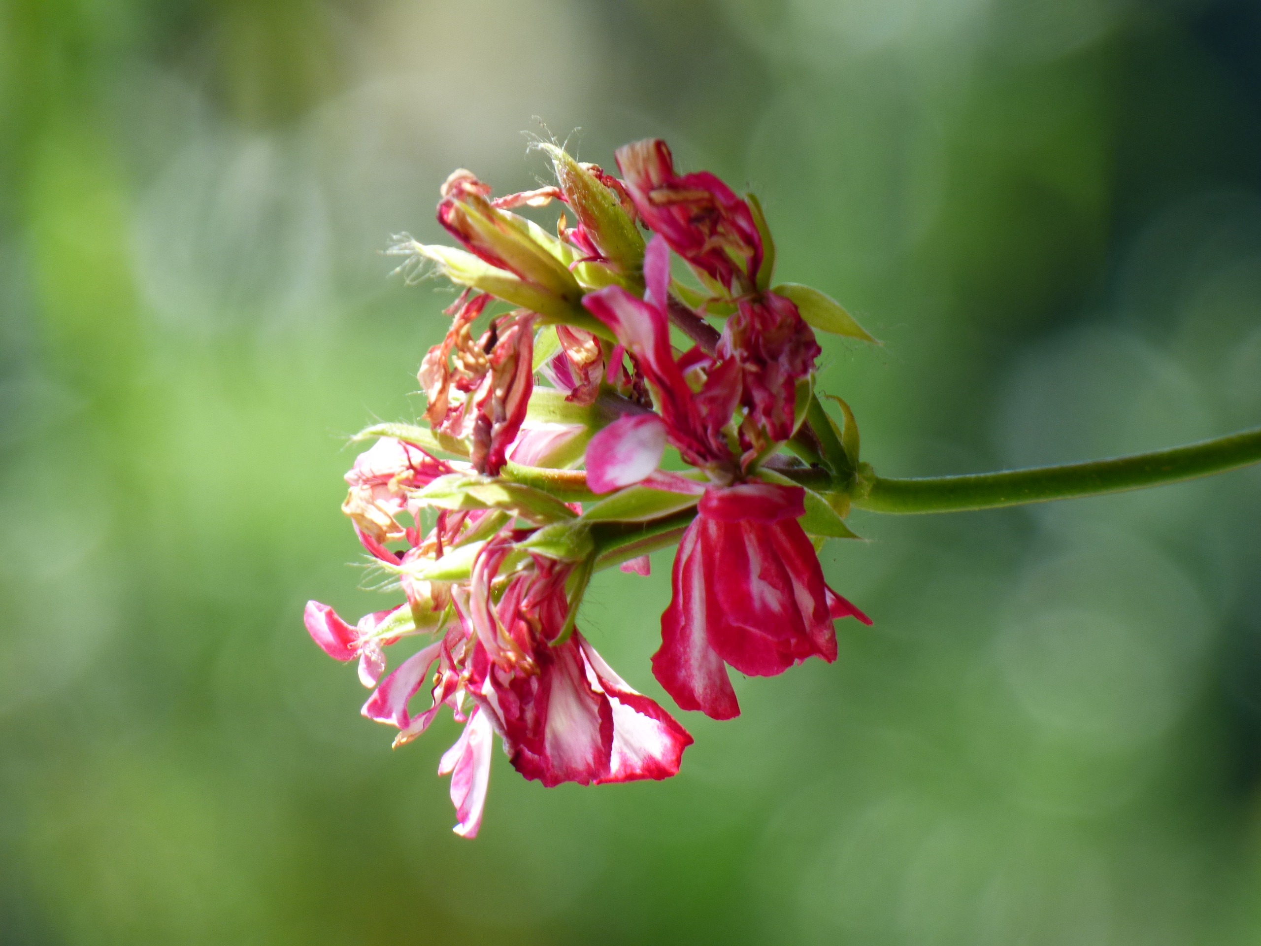 Zonal Geranium photo 7
