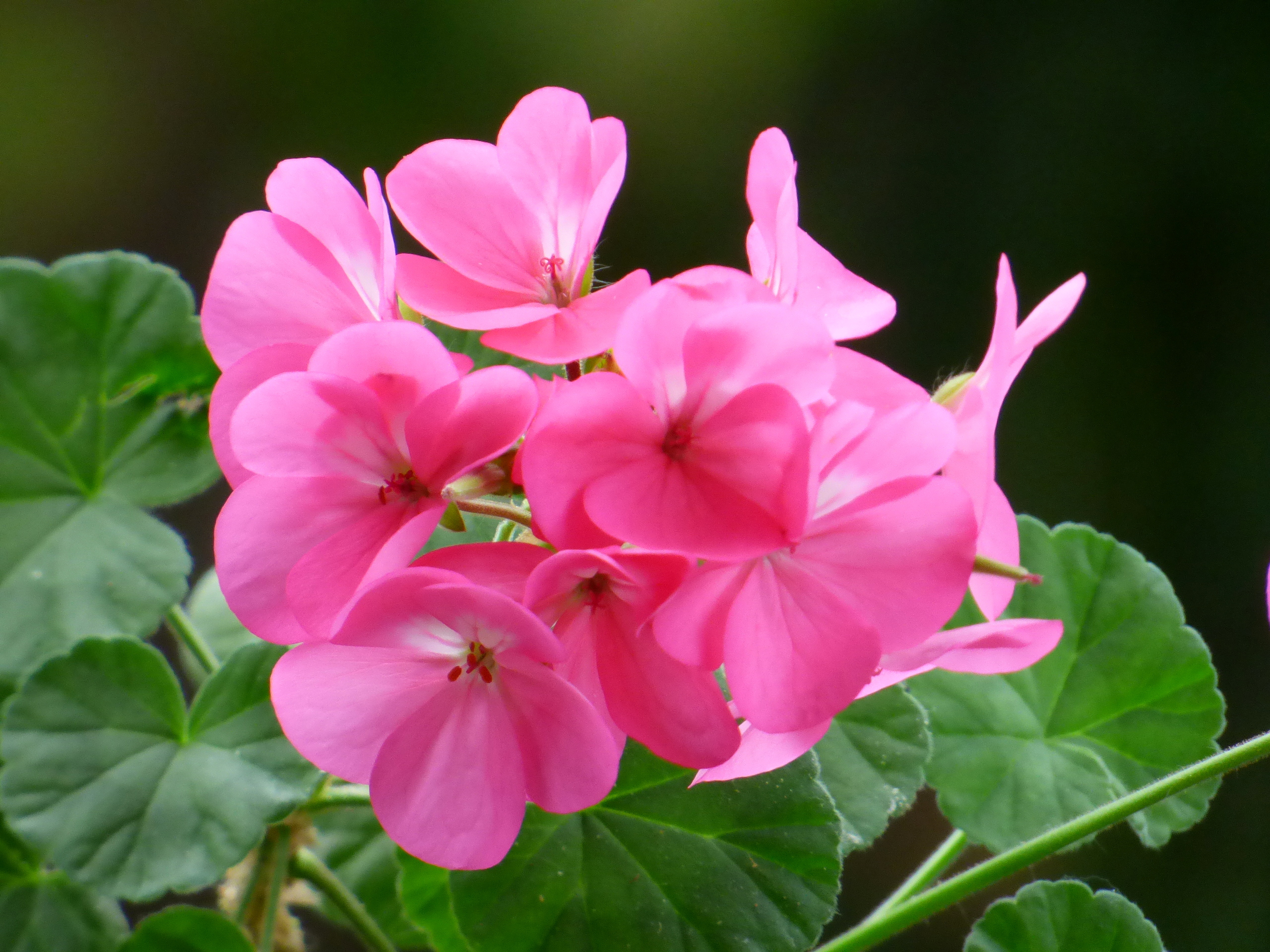 Zonal Geranium photo 8