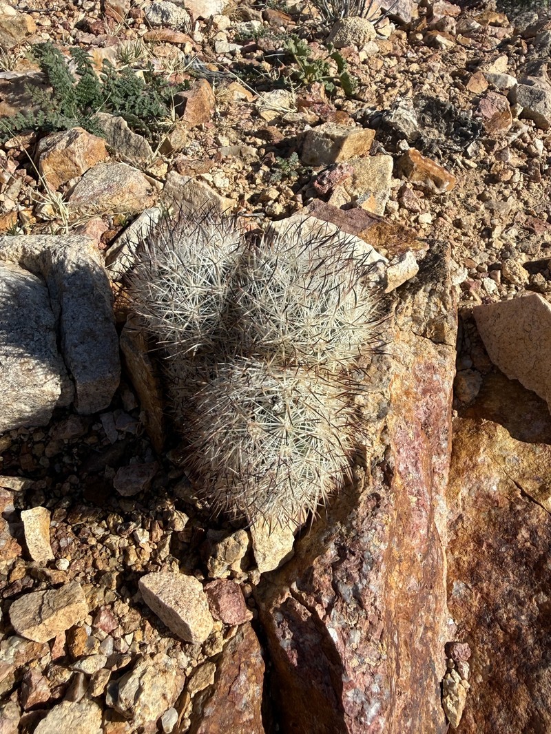 Cushion Foxtail Cactus