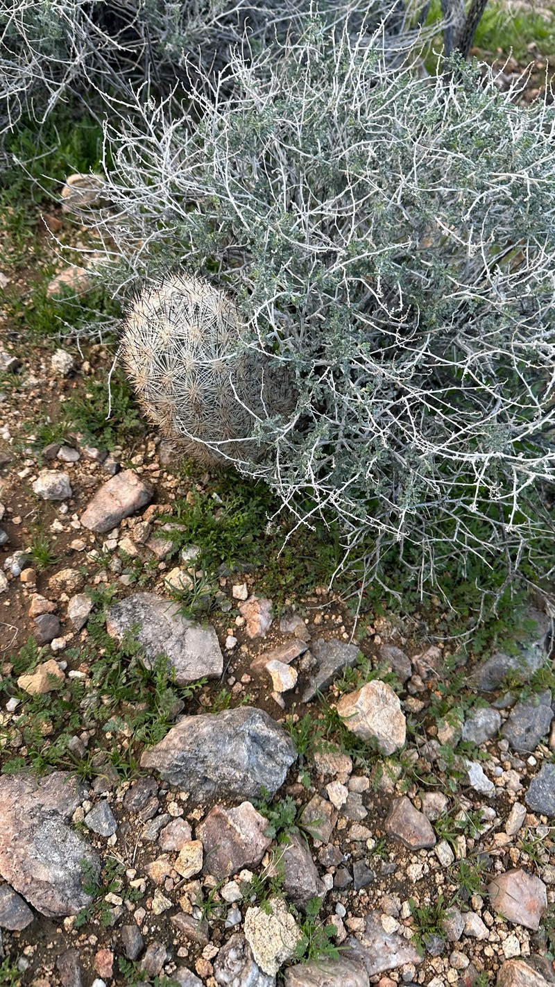 Cushion Foxtail Cactus photo 2