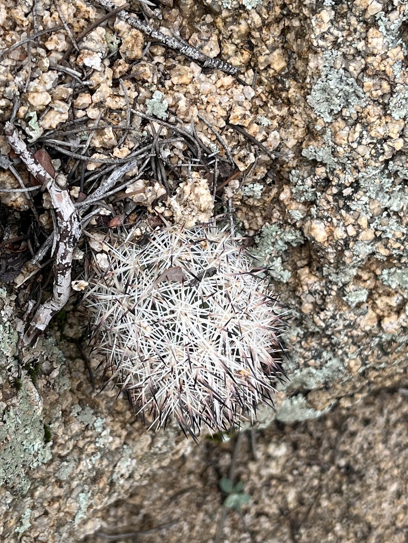 Cushion Foxtail Cactus photo 3