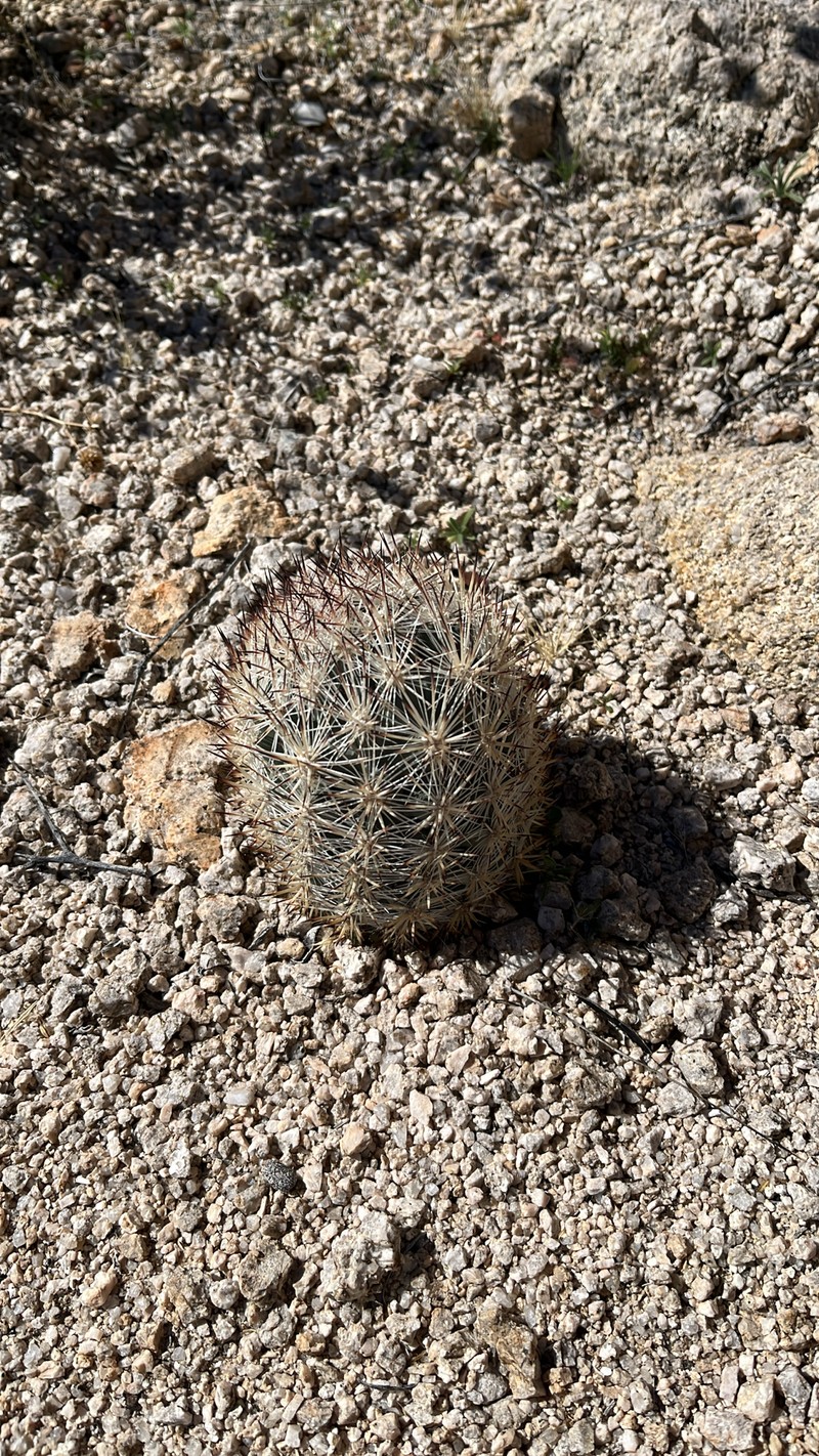 Cushion Foxtail Cactus photo 4