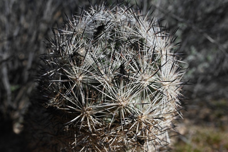 Cushion Foxtail Cactus photo 5