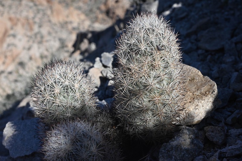 Cushion Foxtail Cactus photo 6