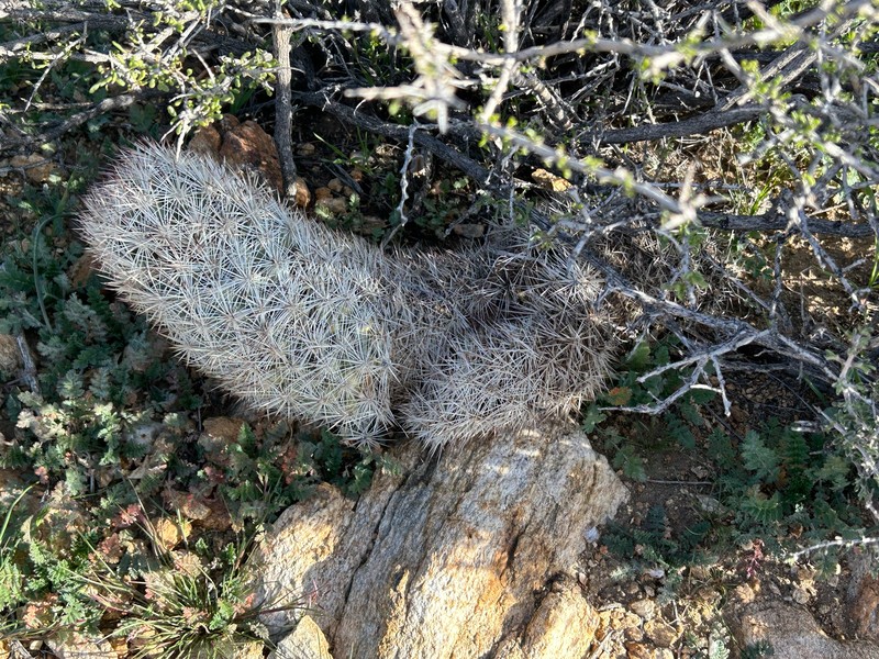 Cushion Foxtail Cactus photo 7