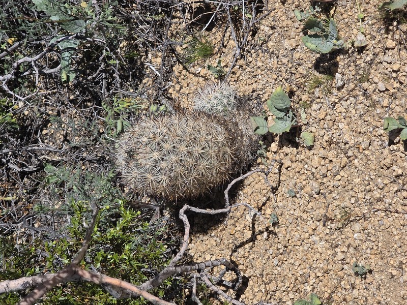 Cushion Foxtail Cactus photo 8