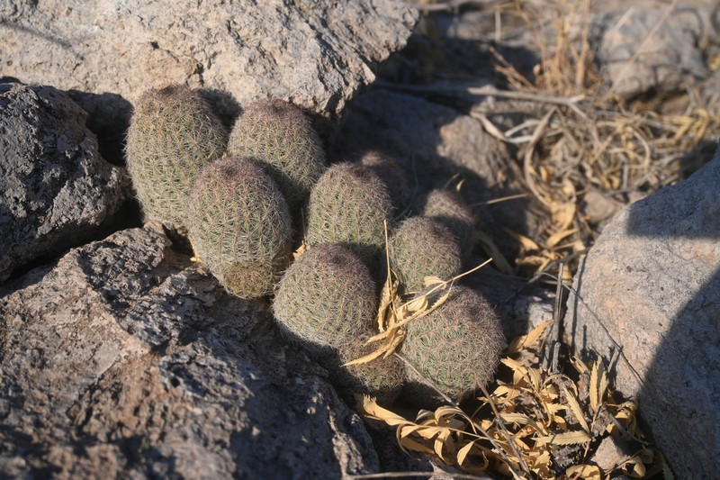 Pelecyphora chihuahuensis
