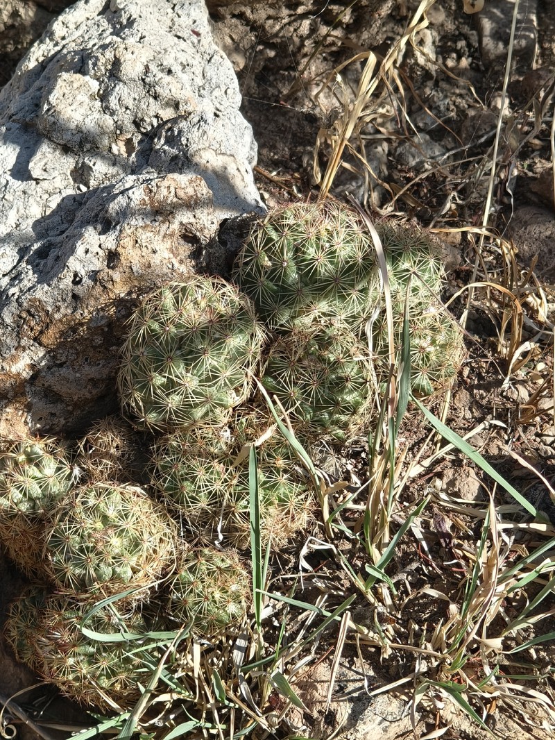 Pelecyphora chihuahuensis photo 2