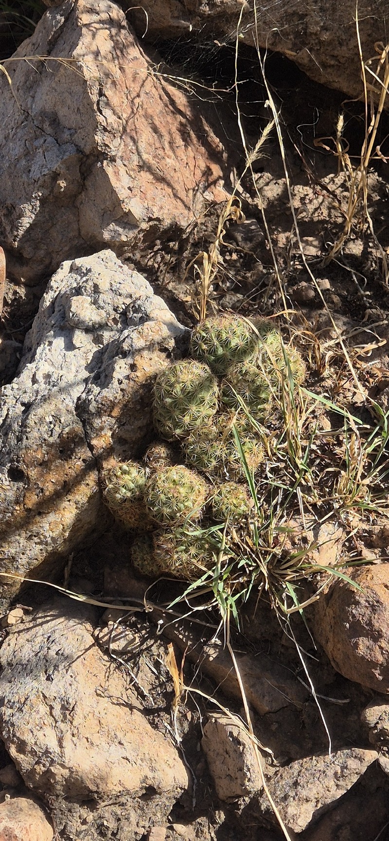 Pelecyphora chihuahuensis photo 3