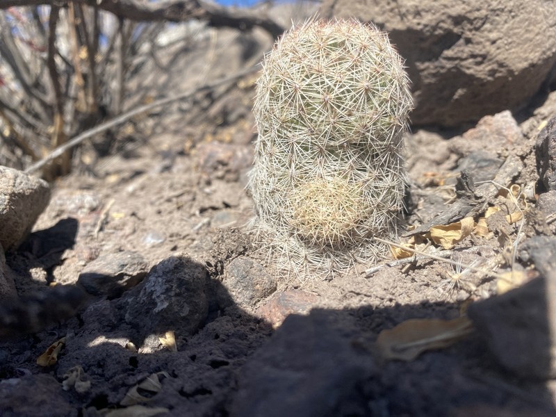 Pelecyphora chihuahuensis photo 4