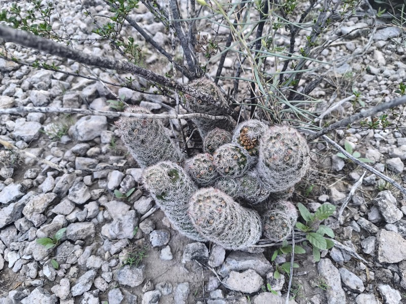 Pelecyphora chihuahuensis photo 5