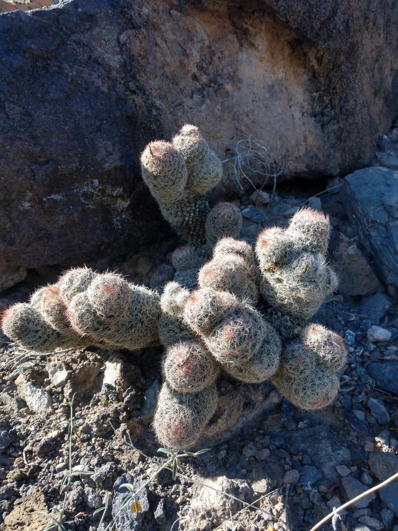 Pelecyphora chihuahuensis subsp. henricksonii