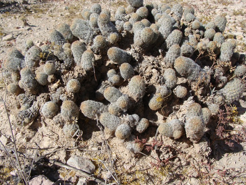 Pelecyphora chihuahuensis subsp. henricksonii photo 2