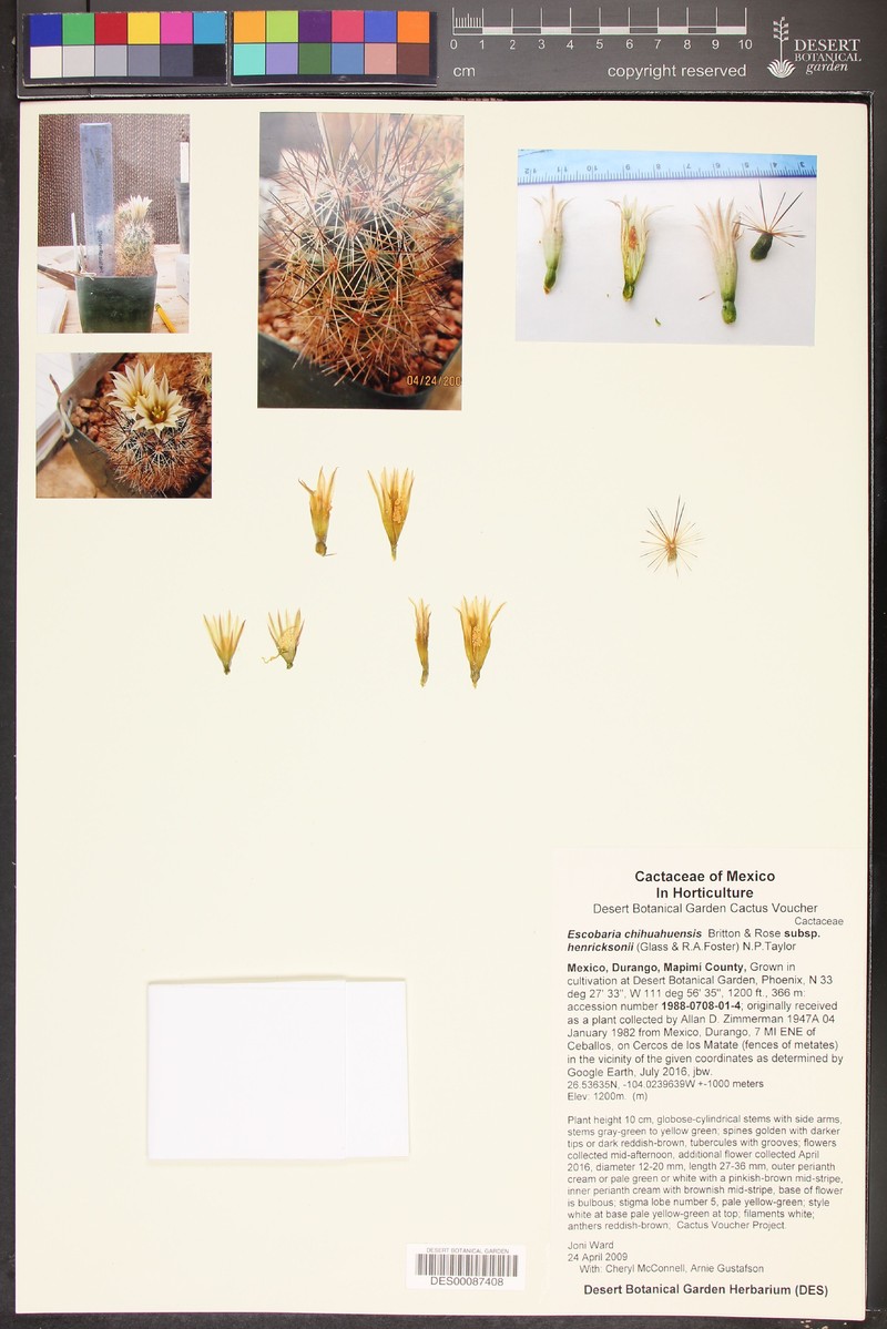 Pelecyphora chihuahuensis subsp. henricksonii photo 3