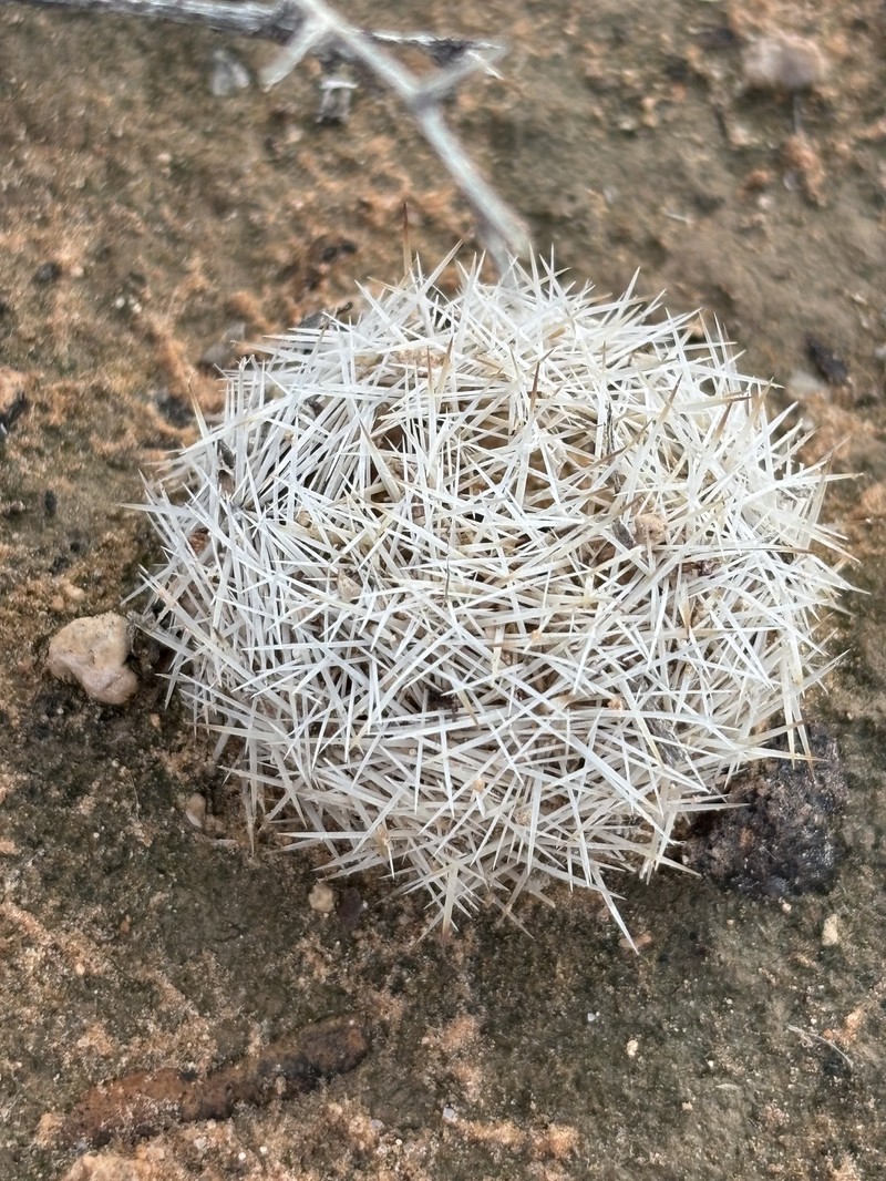 Big Bend Foxtail Cactus