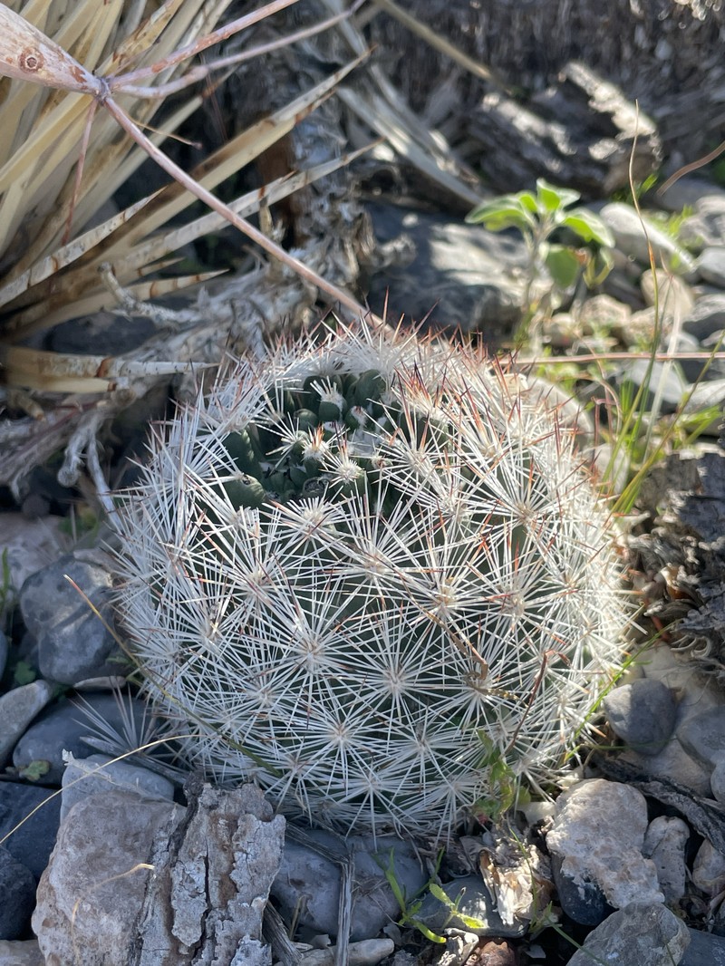 Big Bend Foxtail Cactus photo 3