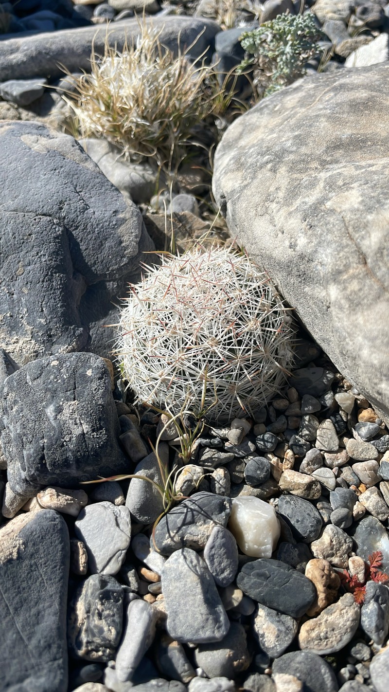 Big Bend Foxtail Cactus photo 5