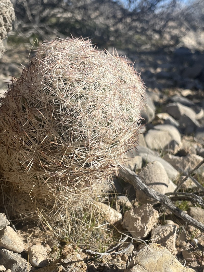 Big Bend Foxtail Cactus photo 6