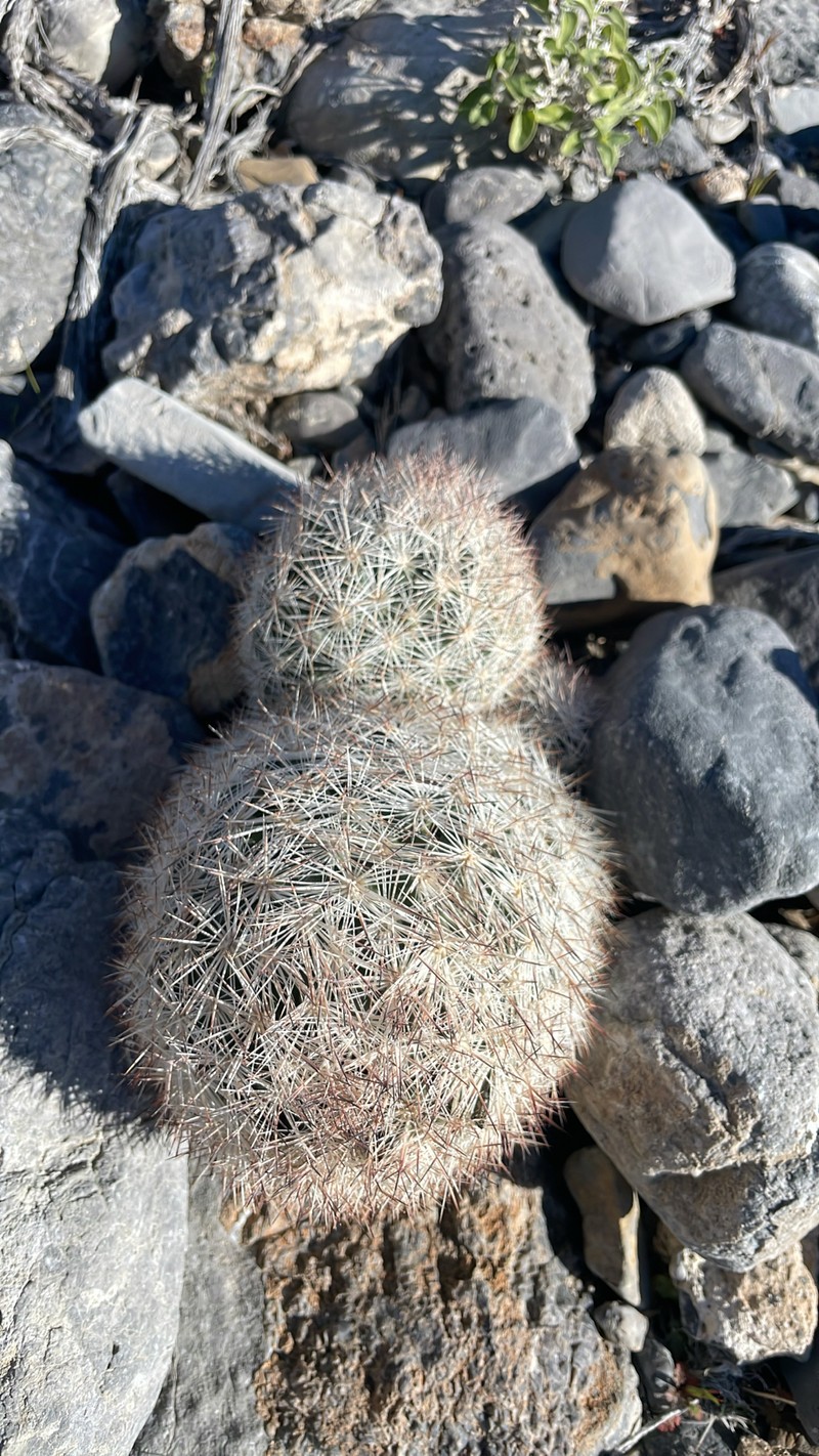 Big Bend Foxtail Cactus photo 8