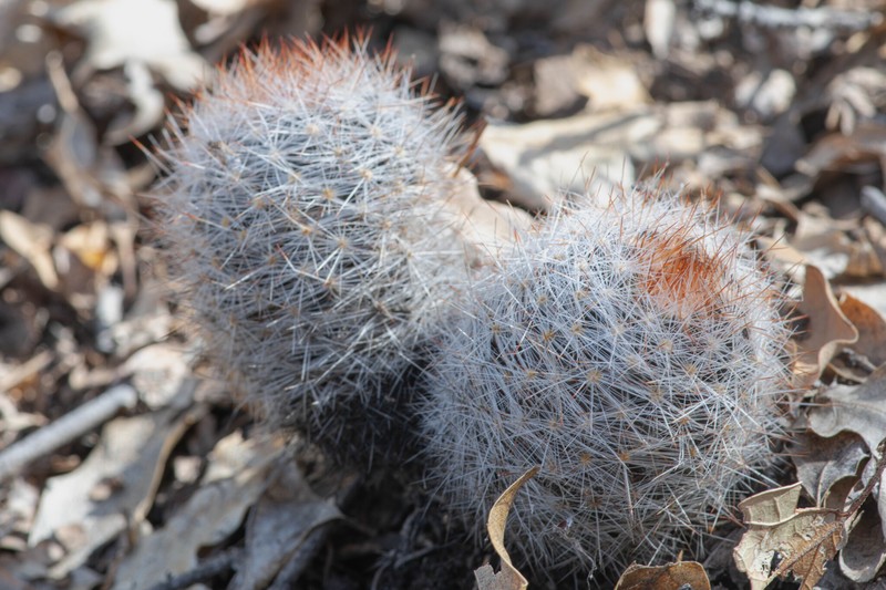 Pelecyphora dasyacantha subsp. chaffeyi