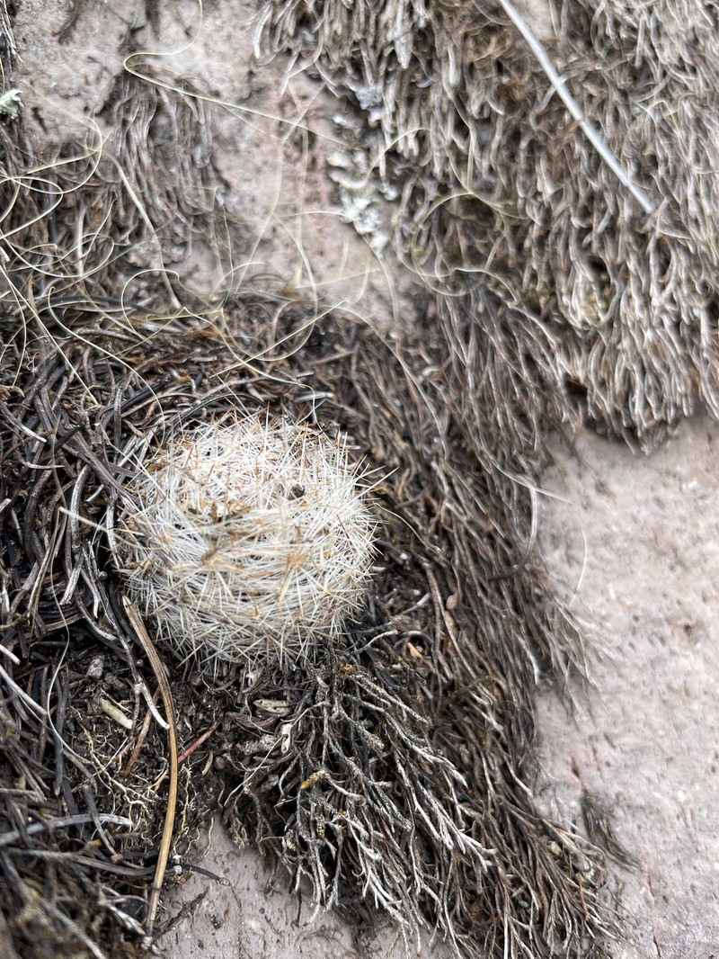 Pelecyphora dasyacantha subsp. chaffeyi photo 2